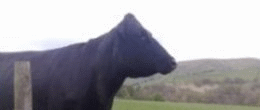 The milk comes from Pextenement Farm cows, like this one....